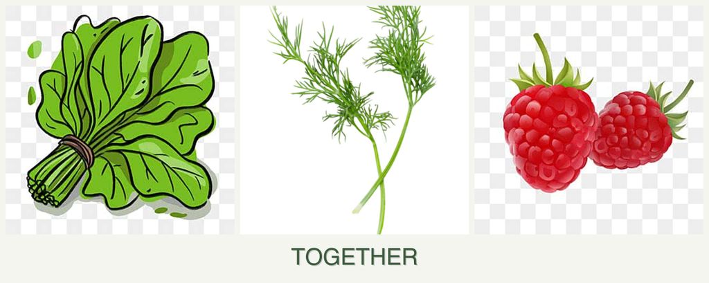 Can you plant spinach, dill and raspberries together?