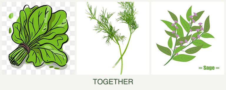 Can you plant spinach, dill and sage together?
