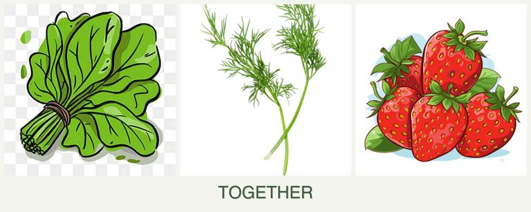 Can you plant spinach, dill and strawberries together?