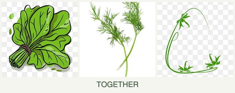 Can you plant spinach, dill and tarragon together?