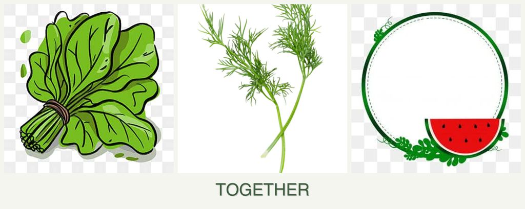 Can you plant spinach, dill and watermelons together?