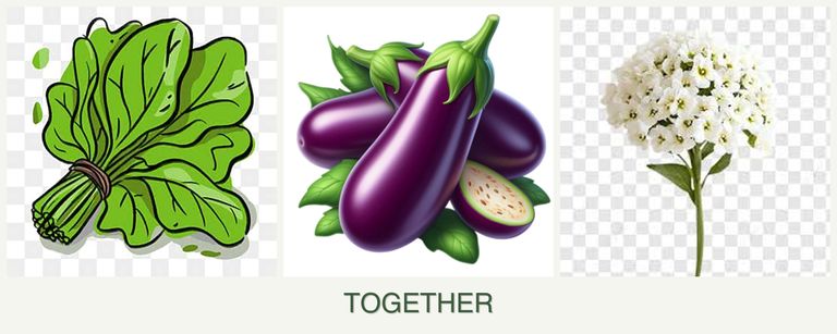 Can you plant spinach, eggplant and alyssum together?