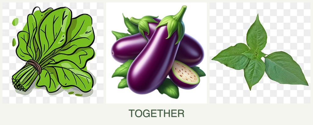 Can you plant spinach, eggplant and basil together?