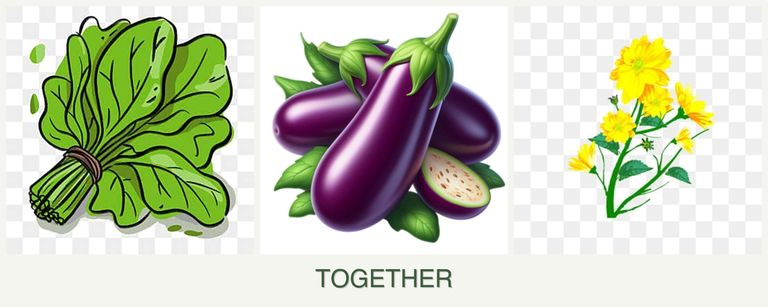 Can you plant spinach, eggplant and calendula together?