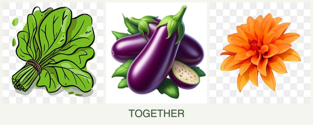 Can you plant spinach, eggplant and dahlias together?