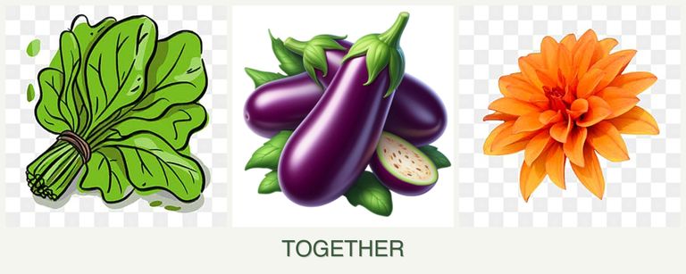 Can you plant spinach, eggplant and dahlias together?