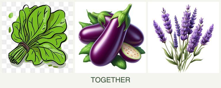 Can you plant spinach, eggplant and lavender together?