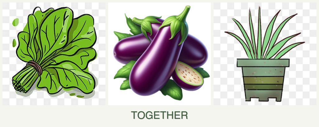 Can you plant spinach, eggplant and lemongrass together?