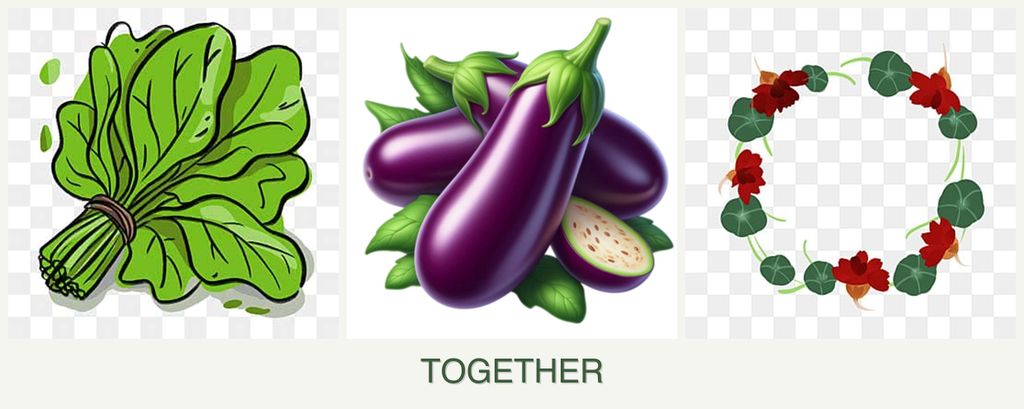 Can you plant spinach, eggplant and nasturtiums together?
