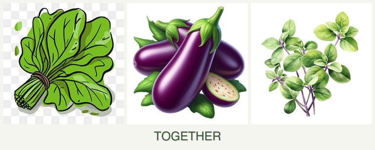 Can you plant spinach, eggplant and oregano together?