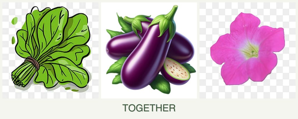 Can you plant spinach, eggplant and petunias together?