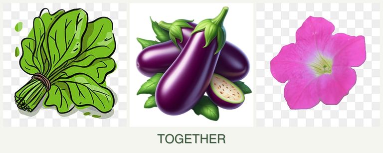 Can you plant spinach, eggplant and petunias together?
