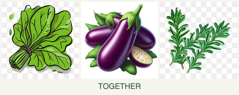 Can you plant spinach, eggplant and rosemary together?
