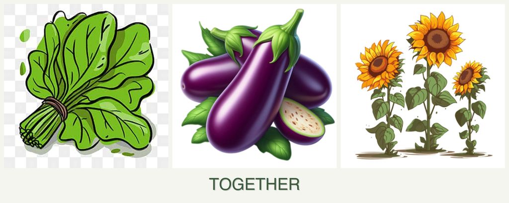 Can you plant spinach, eggplant and sunflowers together?