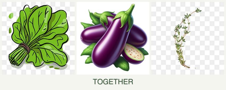 Can you plant spinach, eggplant and thyme together?