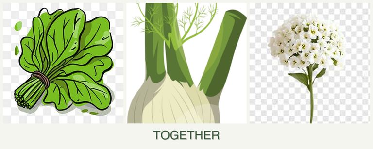Can you plant spinach, fennel and alyssum together?