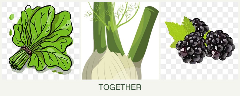 Can you plant spinach, fennel and blackberries together?