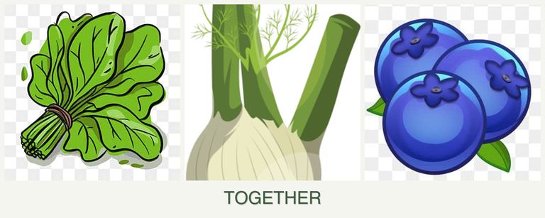 Can you plant spinach, fennel and blueberries together?