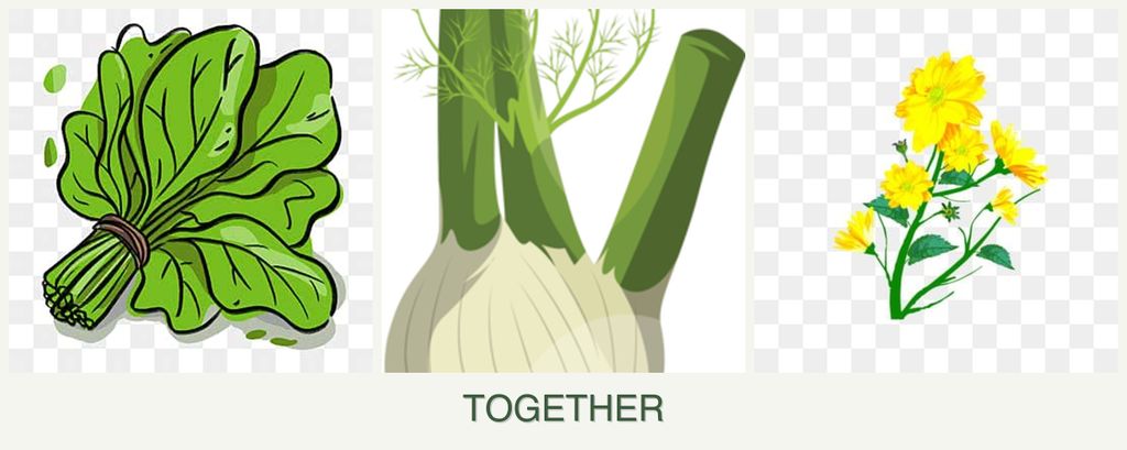 Can you plant spinach, fennel and calendula together?