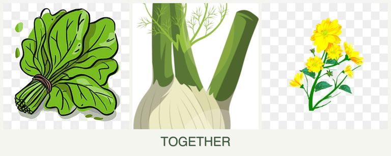 Can you plant spinach, fennel and calendula together?