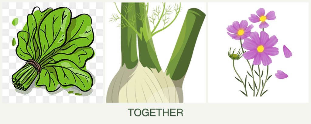 Can you plant spinach, fennel and cosmos together?