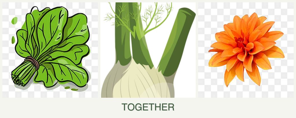 Can you plant spinach, fennel and dahlias together?