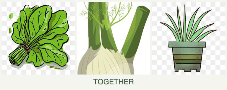 Can you plant spinach, fennel and lemongrass together?