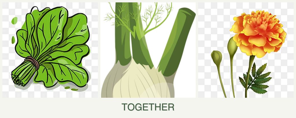 Can you plant spinach, fennel and marigolds together?