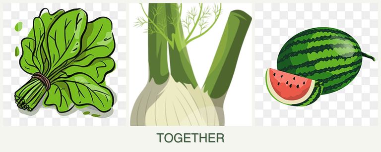 Can you plant spinach, fennel and melons together?