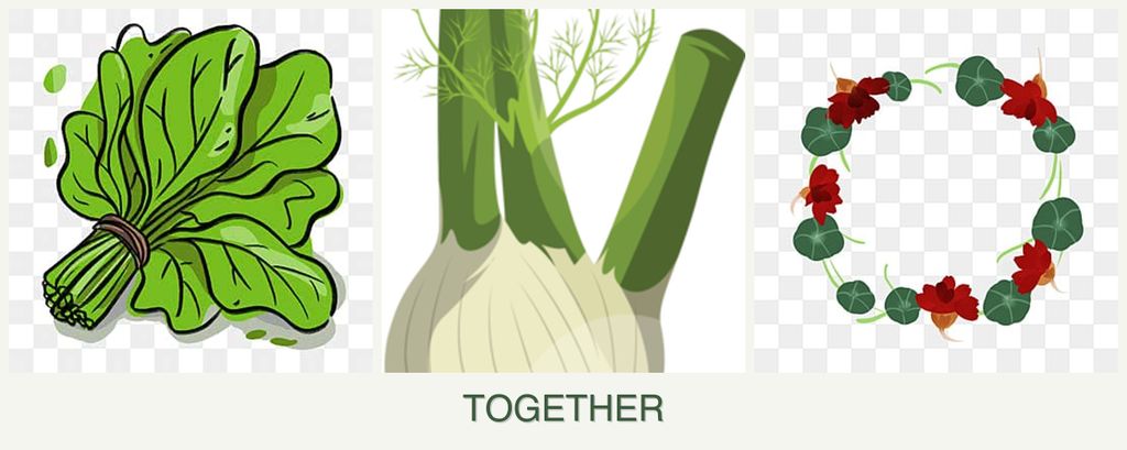 Can you plant spinach, fennel and nasturtiums together?