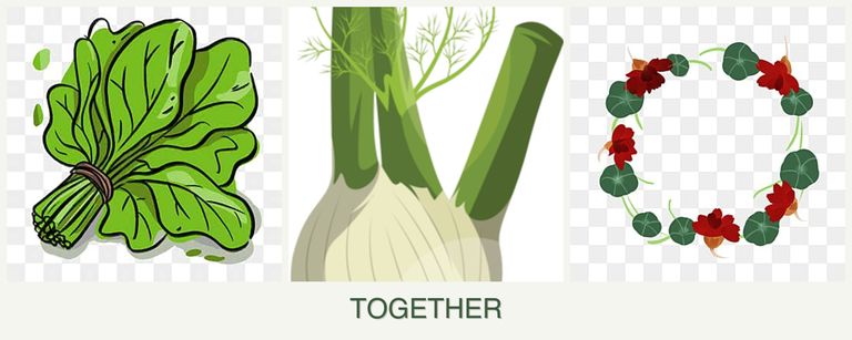 Can you plant spinach, fennel and nasturtiums together?
