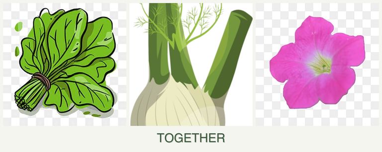 Can you plant spinach, fennel and petunias together?
