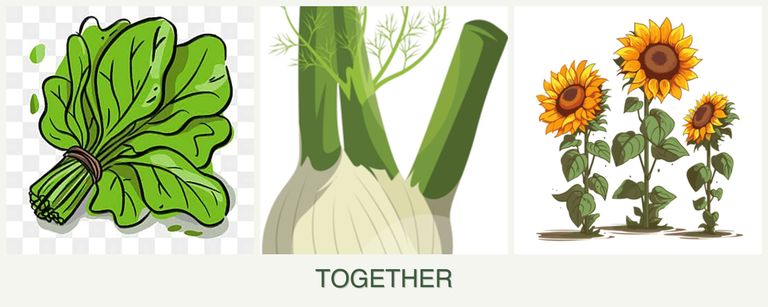 Can you plant spinach, fennel and sunflowers together?