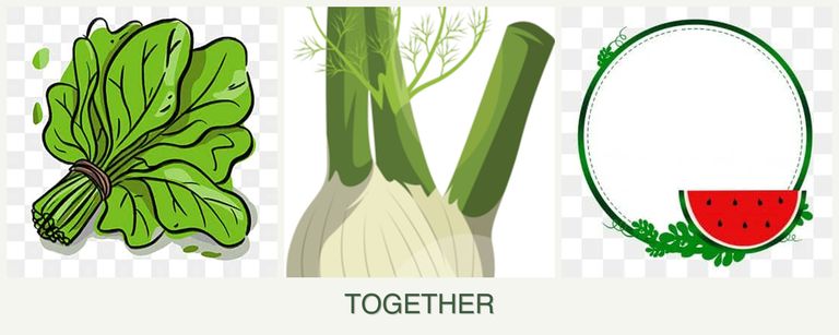 Can you plant spinach, fennel and watermelons together?
