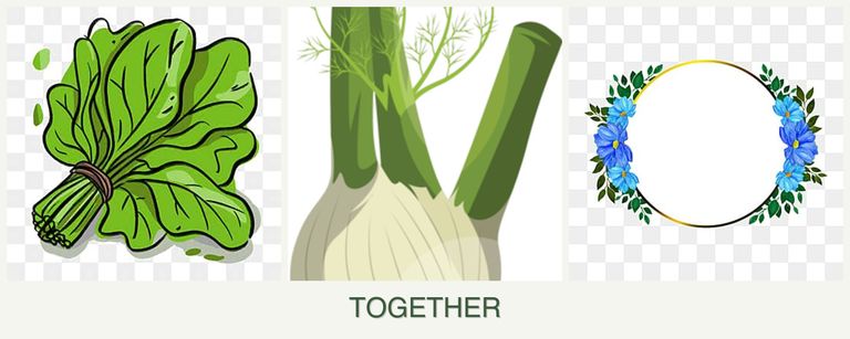 Can you plant spinach, fennel and zinnias together?