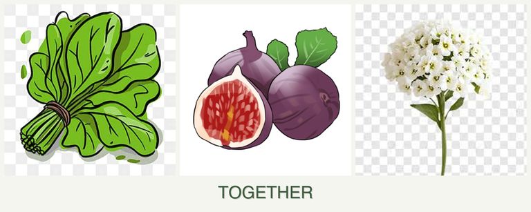 Can you plant spinach, figs and alyssum together?