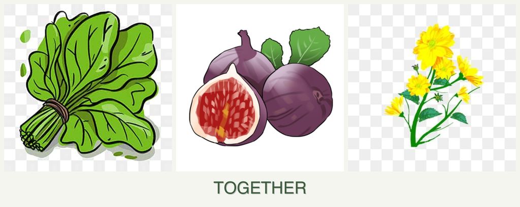 Can you plant spinach, figs and calendula together?