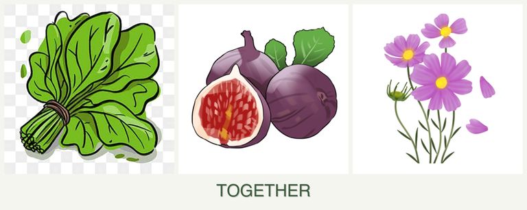 Can you plant spinach, figs and cosmos together?
