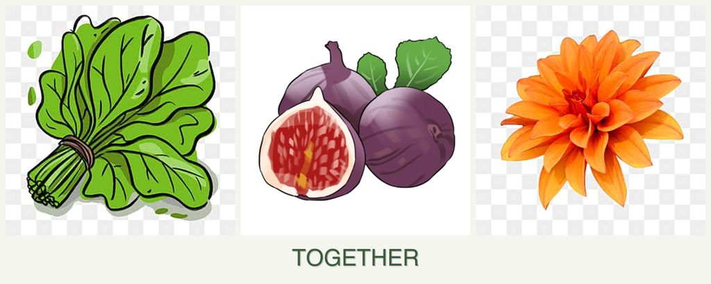 Can you plant spinach, figs and dahlias together?