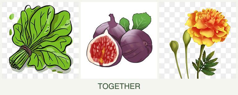 Can you plant spinach, figs and marigolds together?