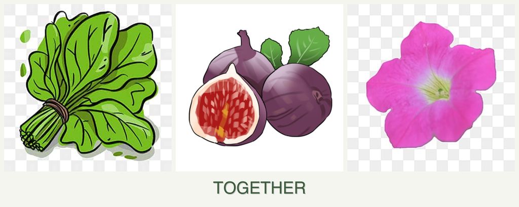 Can you plant spinach, figs and petunias together?