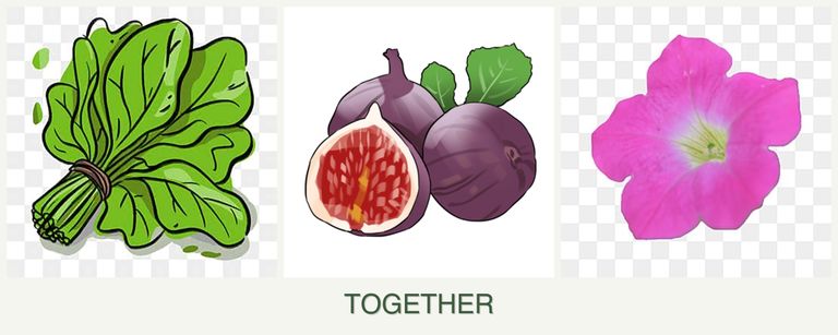 Can you plant spinach, figs and petunias together?