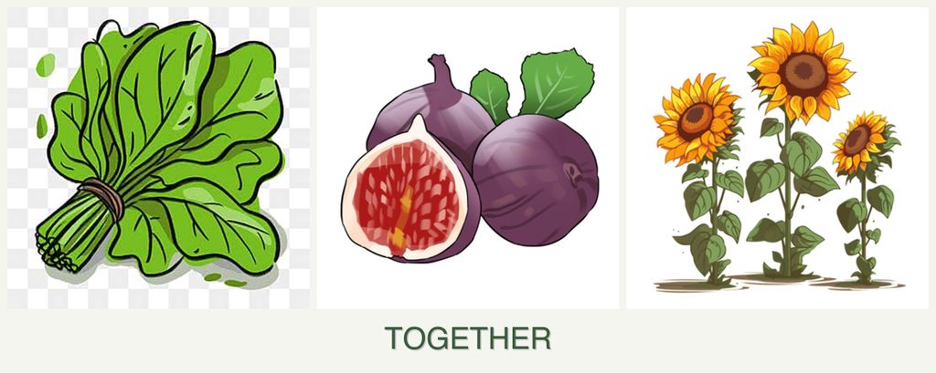 Can you plant spinach, figs and sunflowers together?