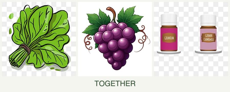 Can you plant spinach, grapes and geraniums together?