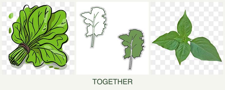 Can you plant spinach, kale and basil together?