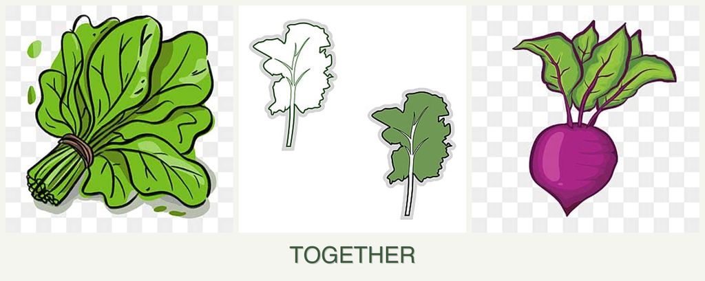 Can you plant spinach, kale and beets together?