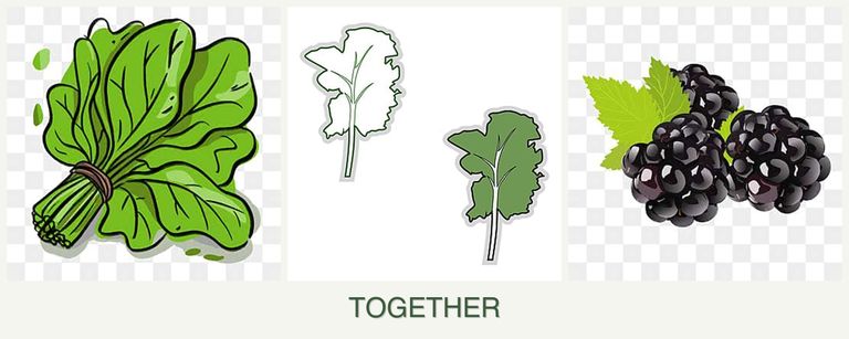 Can you plant spinach, kale and blackberries together?