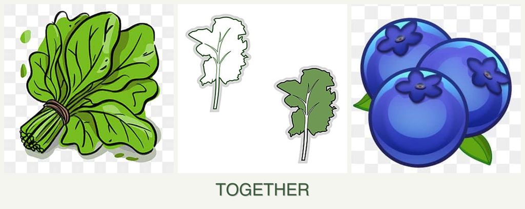 Can you plant spinach, kale and blueberries together?
