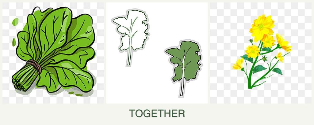 Can you plant spinach, kale and calendula together?