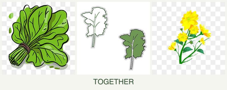 Can you plant spinach, kale and calendula together?